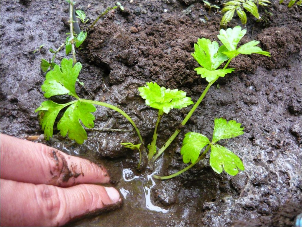 Los mosquitos se sienten atraídos por el agua estancada