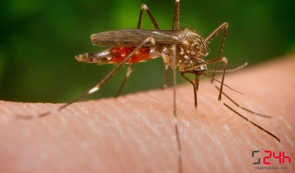 ¿Cómo es el Aedes japonicus?