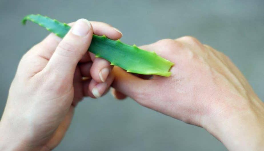 Aloe Vera para las picaduras de mosquito