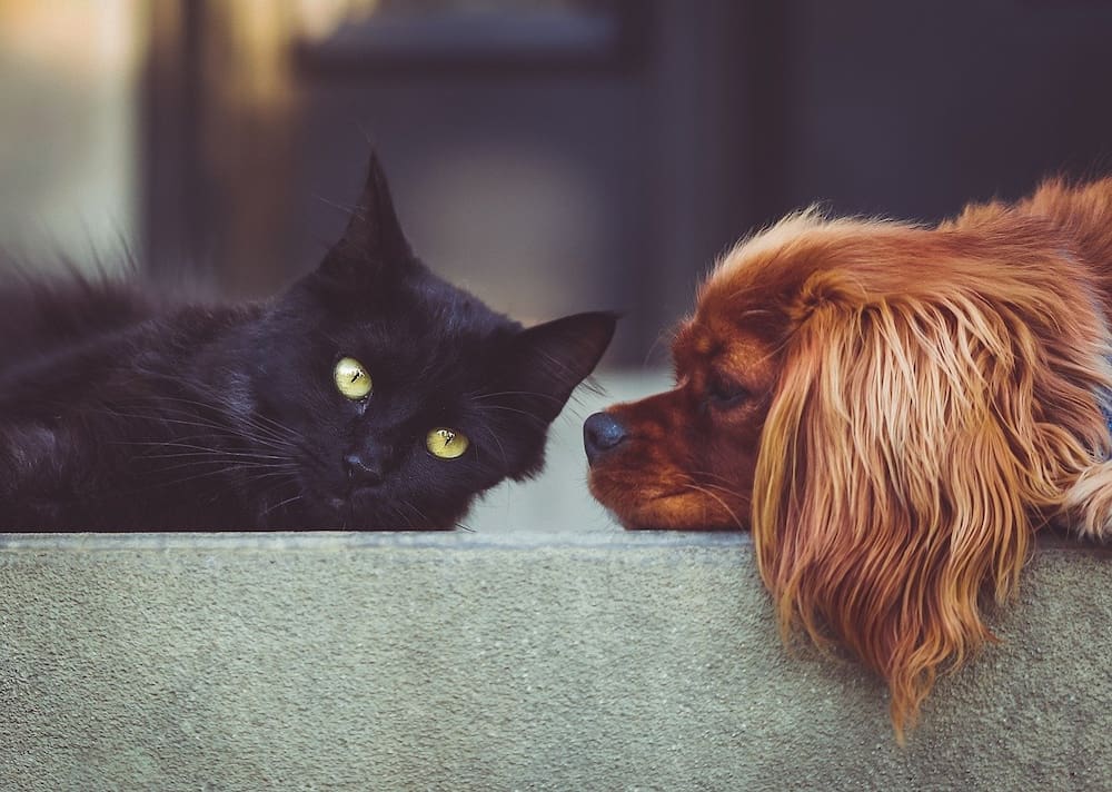 perro mira a gato