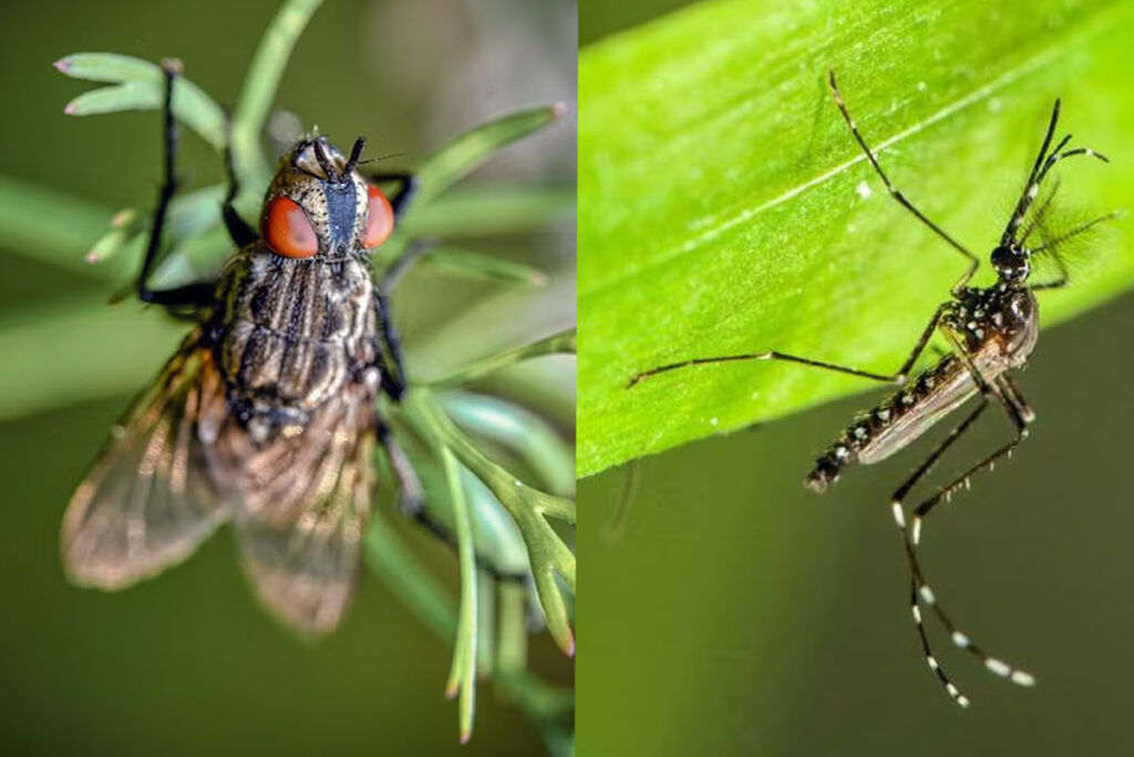 moscas y mosquitos